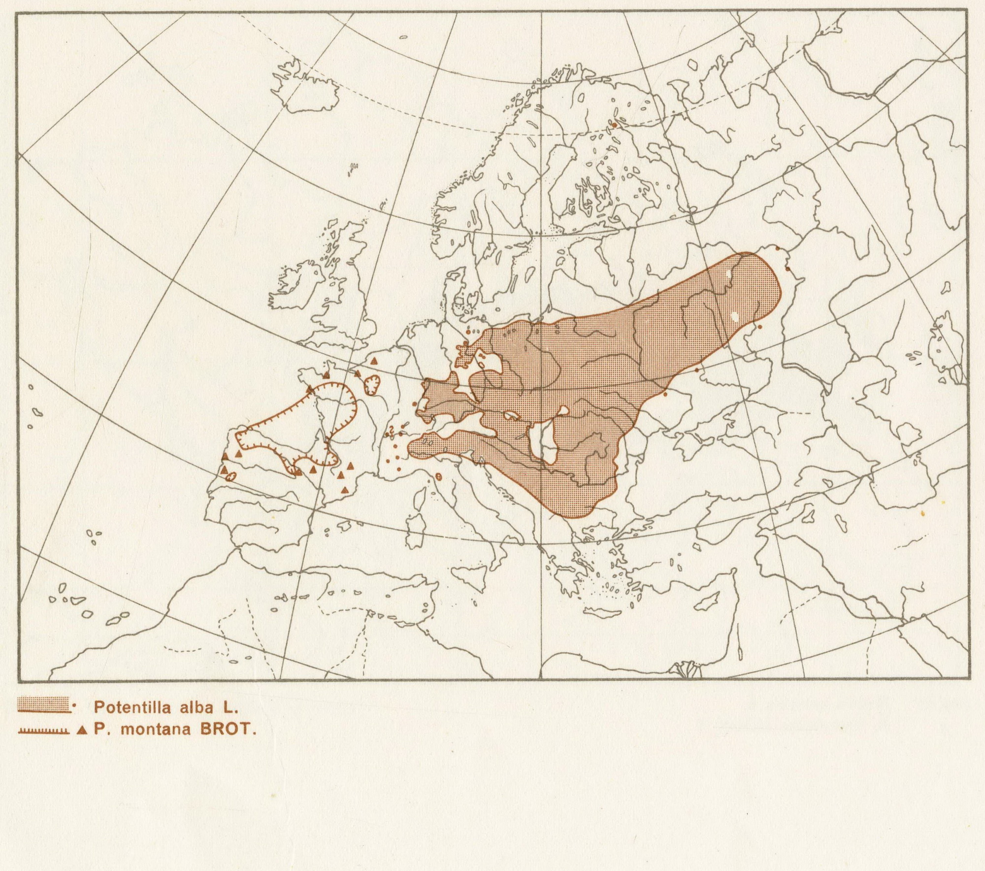 e_Potentilla alba.jpg