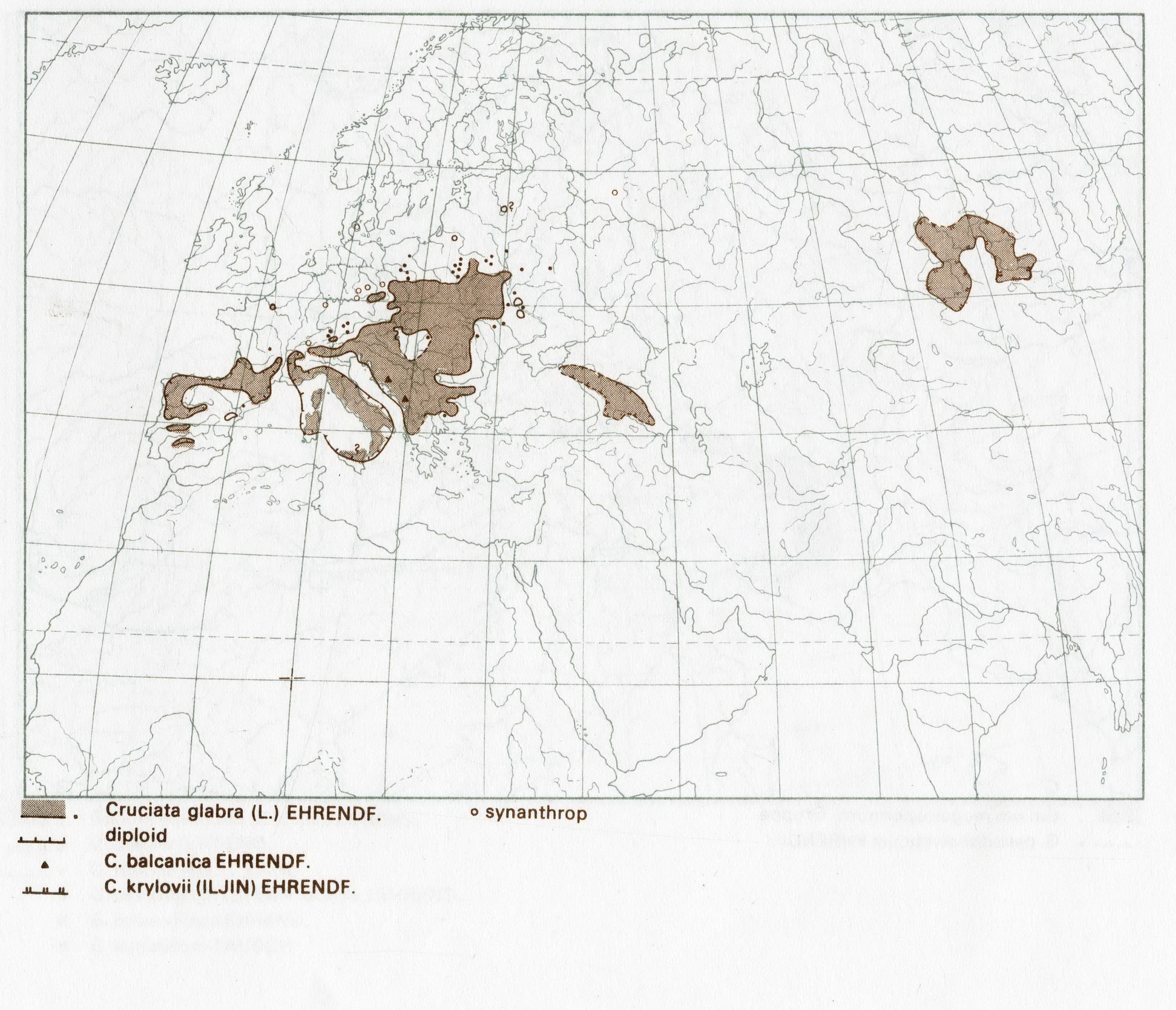 w_Cruciata glabra.jpg